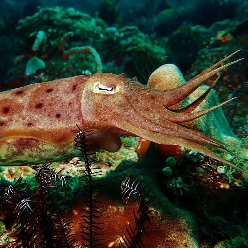 Candidasa Scuba Diving Bali - Gallery 5